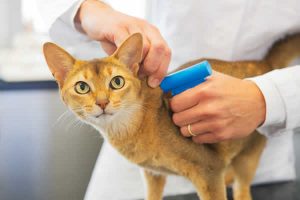 identichip cat