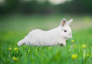 rabbit jumping