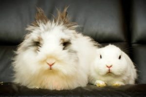 rabbits