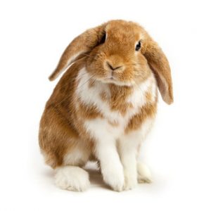 rabbit