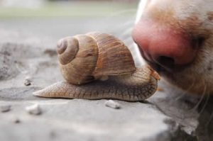 snail and dog's nose