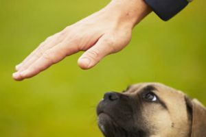 training a puppy