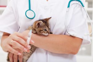 kitten having vaccinations