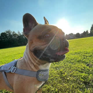 frenchie