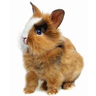 rabbit