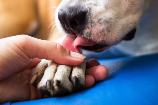 licking-hand-and-paw