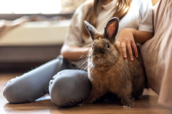 A pretty little girl is playing with a pet rabbit. Pets concept. High quality photo